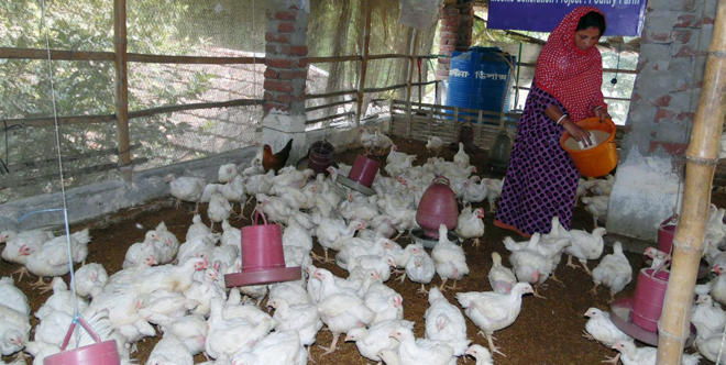 Chicken Farm