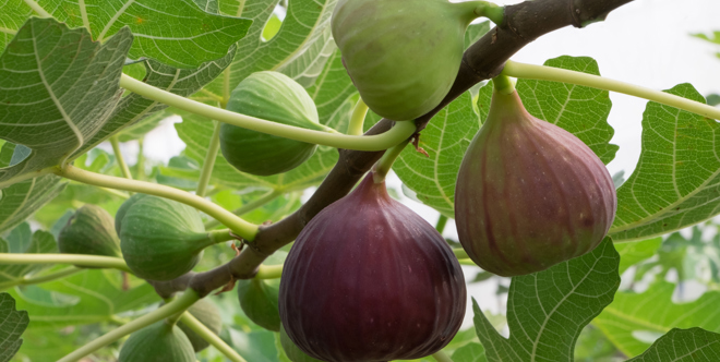 Fruit trees