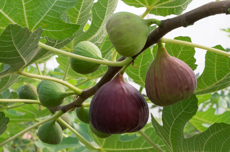 Fruit trees