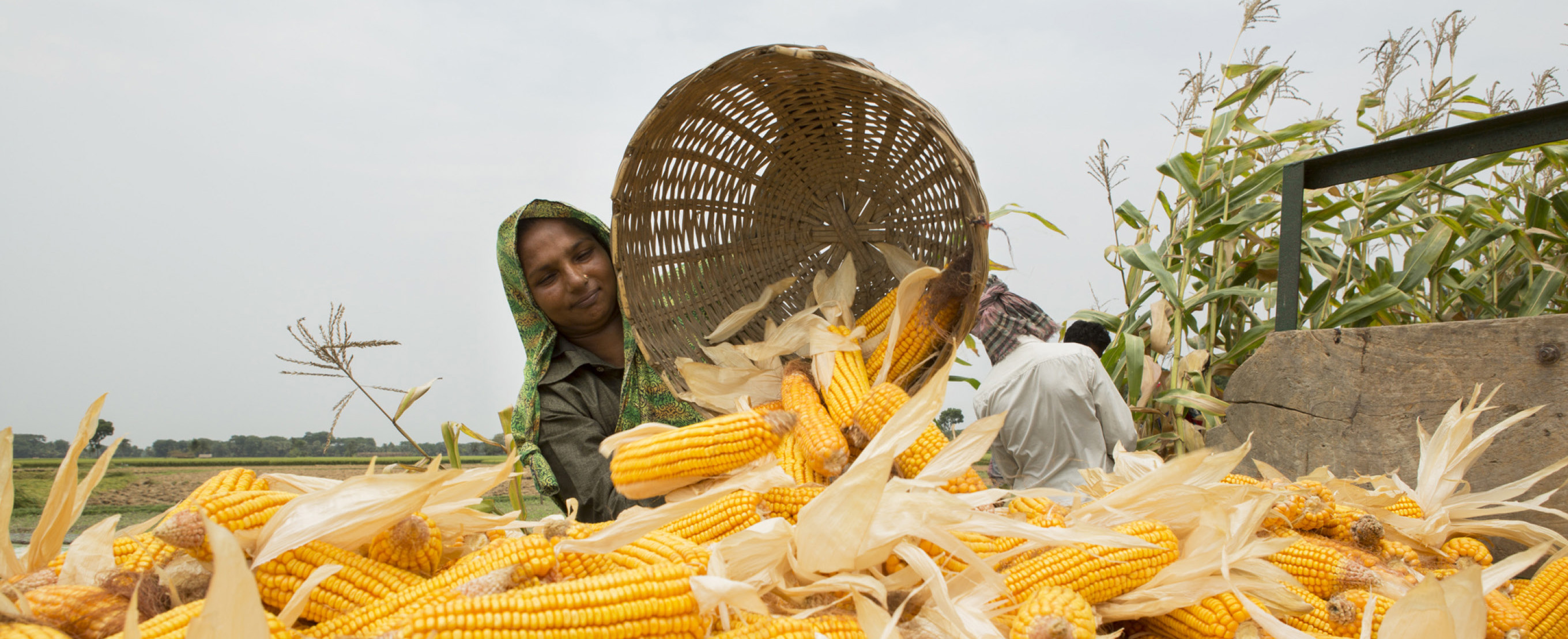 Lady pouring corn on the cobs